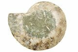 Cut & Polished, Agatized Ammonite Fossil (Half) - Crystal Filled #191592-1